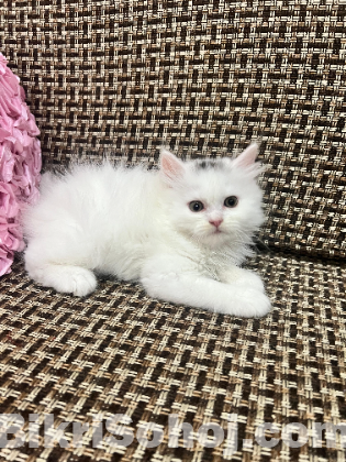 Pure Persian kitten